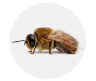 A close up of an Italian drone bee on a white background is seen from the side with the head on the right.