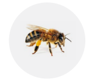 A close up of an Italian house worker bee on a white background is seen from the side with the head on the left.