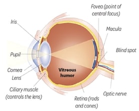 diabetic retinopathy eye diagram